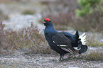 black grouse