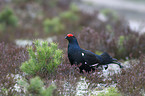 black grouse