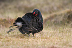 black grouse