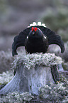 black grouse