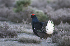 black grouse