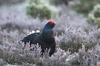 black grouse