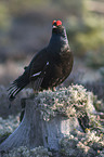 black grouse