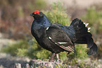 black grouse