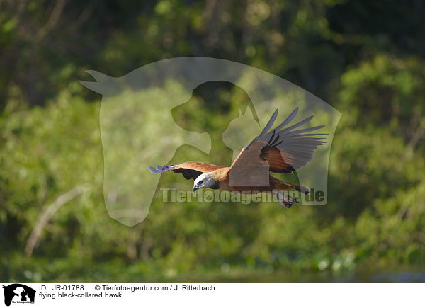 fliegender Schwarzhalsbussard / flying black-collared hawk / JR-01788