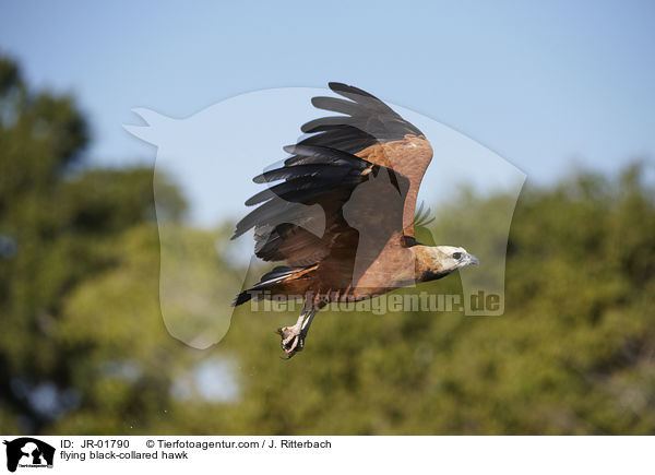 fliegender Schwarzhalsbussard / flying black-collared hawk / JR-01790