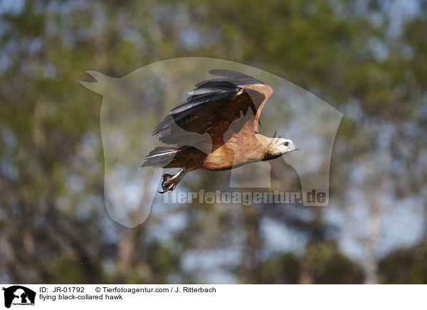 fliegender Schwarzhalsbussard / flying black-collared hawk / JR-01792