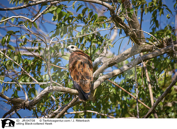 sitting Black-collared Hawk / JR-04708