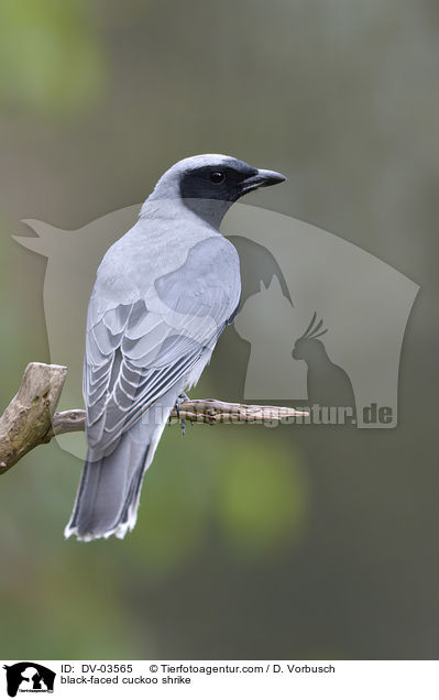Schwarzgesicht-Raupenfnger / black-faced cuckoo shrike / DV-03565
