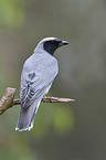 black-faced cuckoo shrike