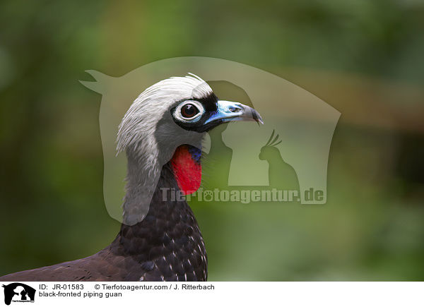 Schwarzmaskenguan / black-fronted piping guan / JR-01583