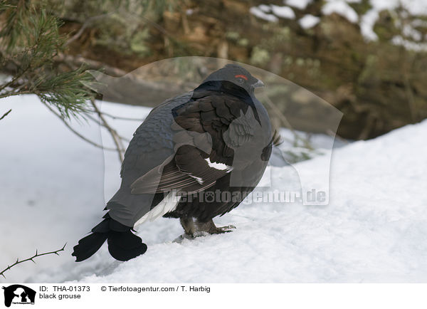 black grouse / THA-01373