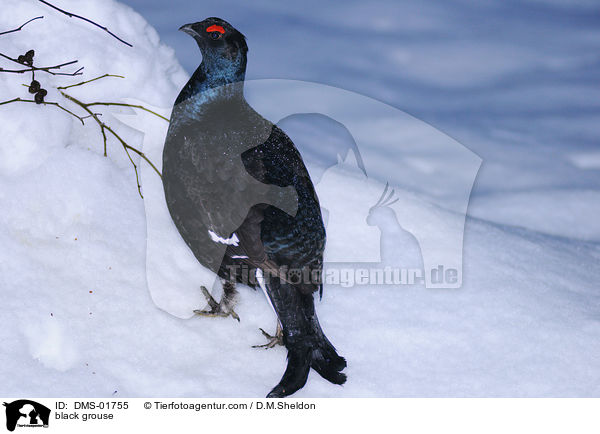 Birkhuhn / black grouse / DMS-01755