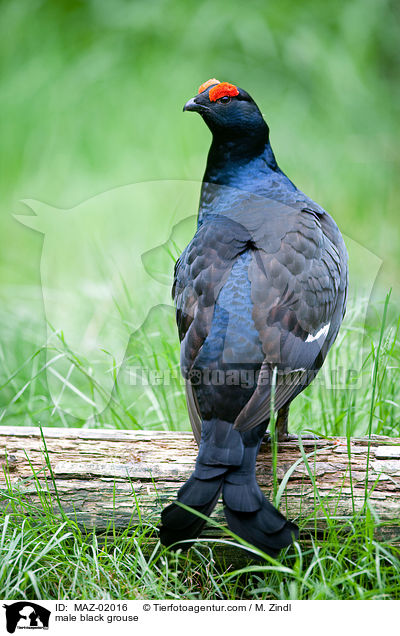 male black grouse / MAZ-02016