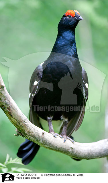 male black grouse / MAZ-02018