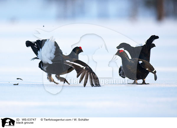 Birkhhne / black grouse / WS-03747