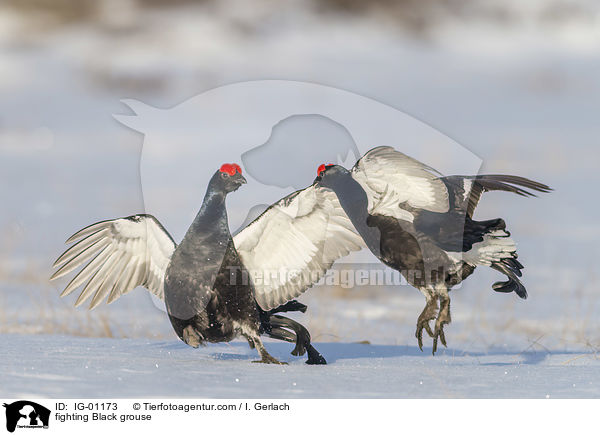 kmpfende Birkhhne / fighting Black grouse / IG-01173