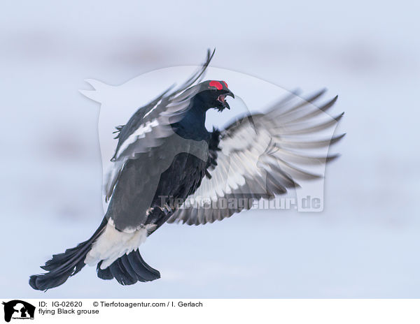 fliegender Birkhahn / flying Black grouse / IG-02620