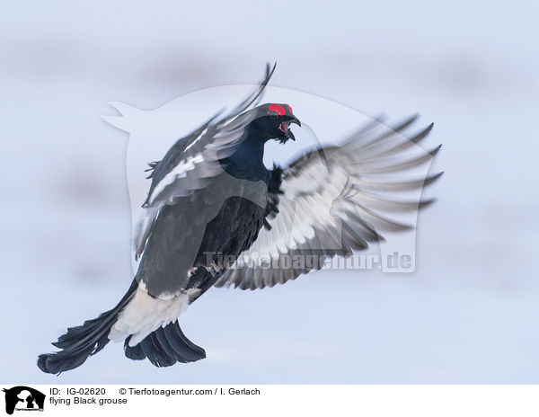 flying Black grouse / IG-02620