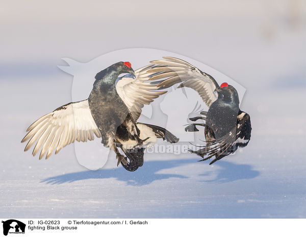 kmpfende Birkhhne / fighting Black grouse / IG-02623