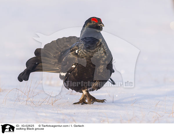 laufender Birkhahn / walking Black grouse / IG-02625