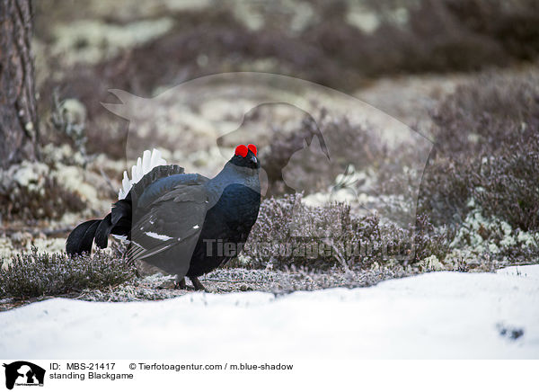 stehendes Birkhuhn / standing Blackgame / MBS-21417