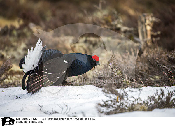 stehendes Birkhuhn / standing Blackgame / MBS-21420