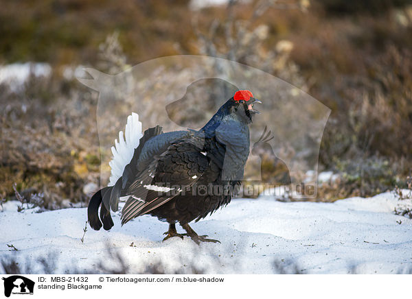 stehendes Birkhuhn / standing Blackgame / MBS-21432