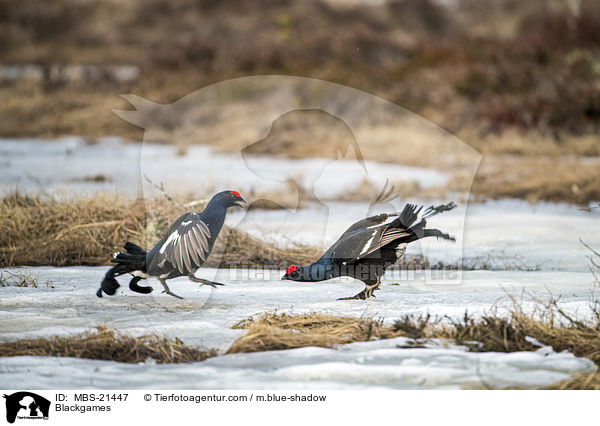 Blackgames / MBS-21447