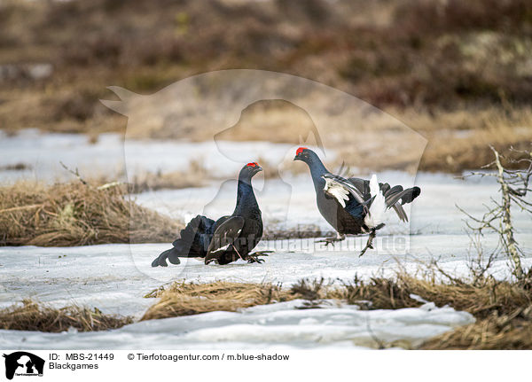 Blackgames / MBS-21449