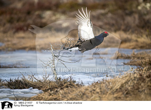 fliegendes Birkhuhn / flying Blackgame / MBS-21457