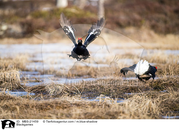 Birkh�hner / Blackgames / MBS-21459