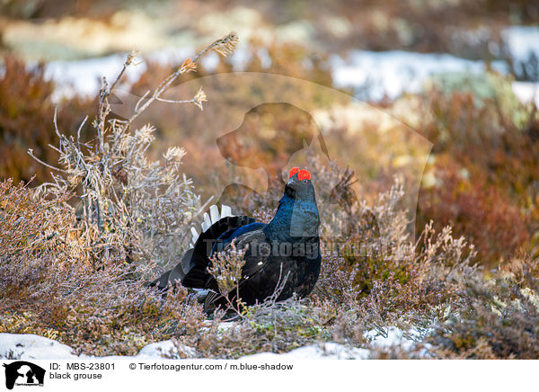 black grouse / MBS-23801