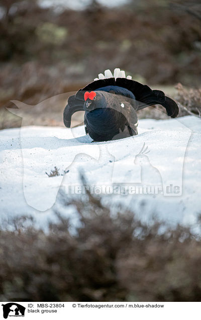 Birkhuhn / black grouse / MBS-23804