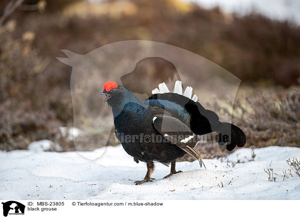 Birkhuhn / black grouse / MBS-23805