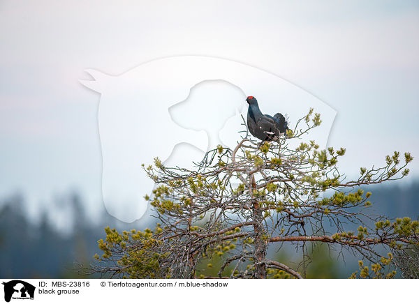 Birkhuhn / black grouse / MBS-23816