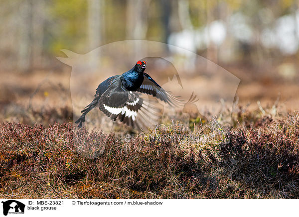 black grouse / MBS-23821