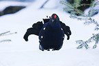 black grouse