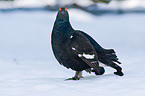 black grouse