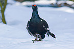 black grouse