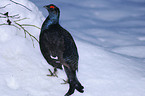 black grouse