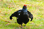 black grouse