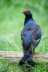 male black grouse