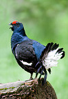 male black grouse