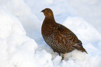 black grouse