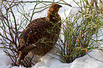 black grouse