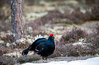 black grouse