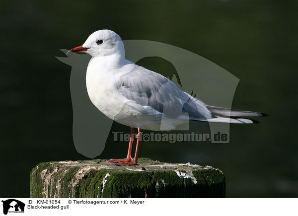 Lachmwe / Black-headed gull / KM-01054