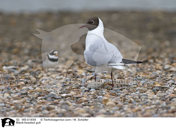 Lachmwe / Black-headed gull / WS-01858