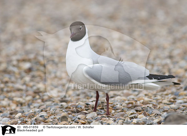 Lachmwe / Black-headed gull / WS-01859